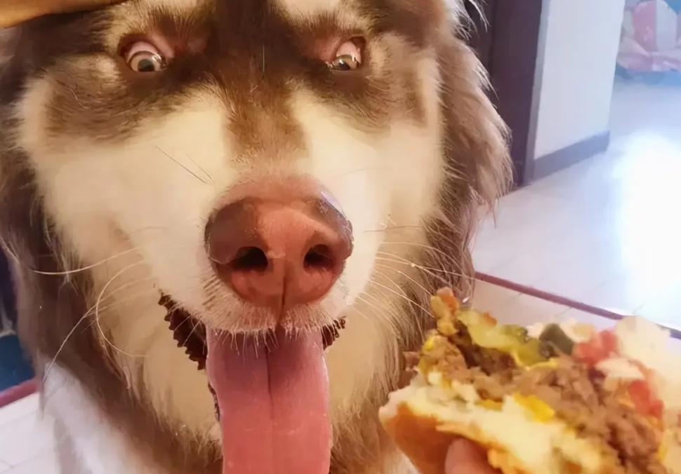 买宠物狗的坑有哪些,买狗差点上当