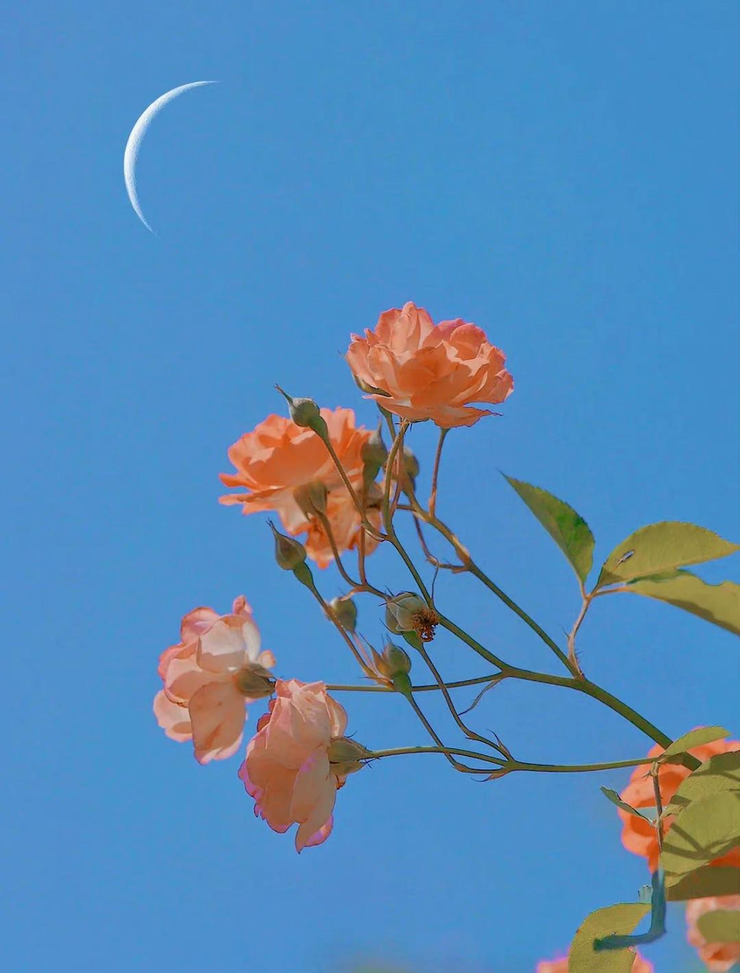 春分至燕归来下一句,春分至燕归来正是人间好时光