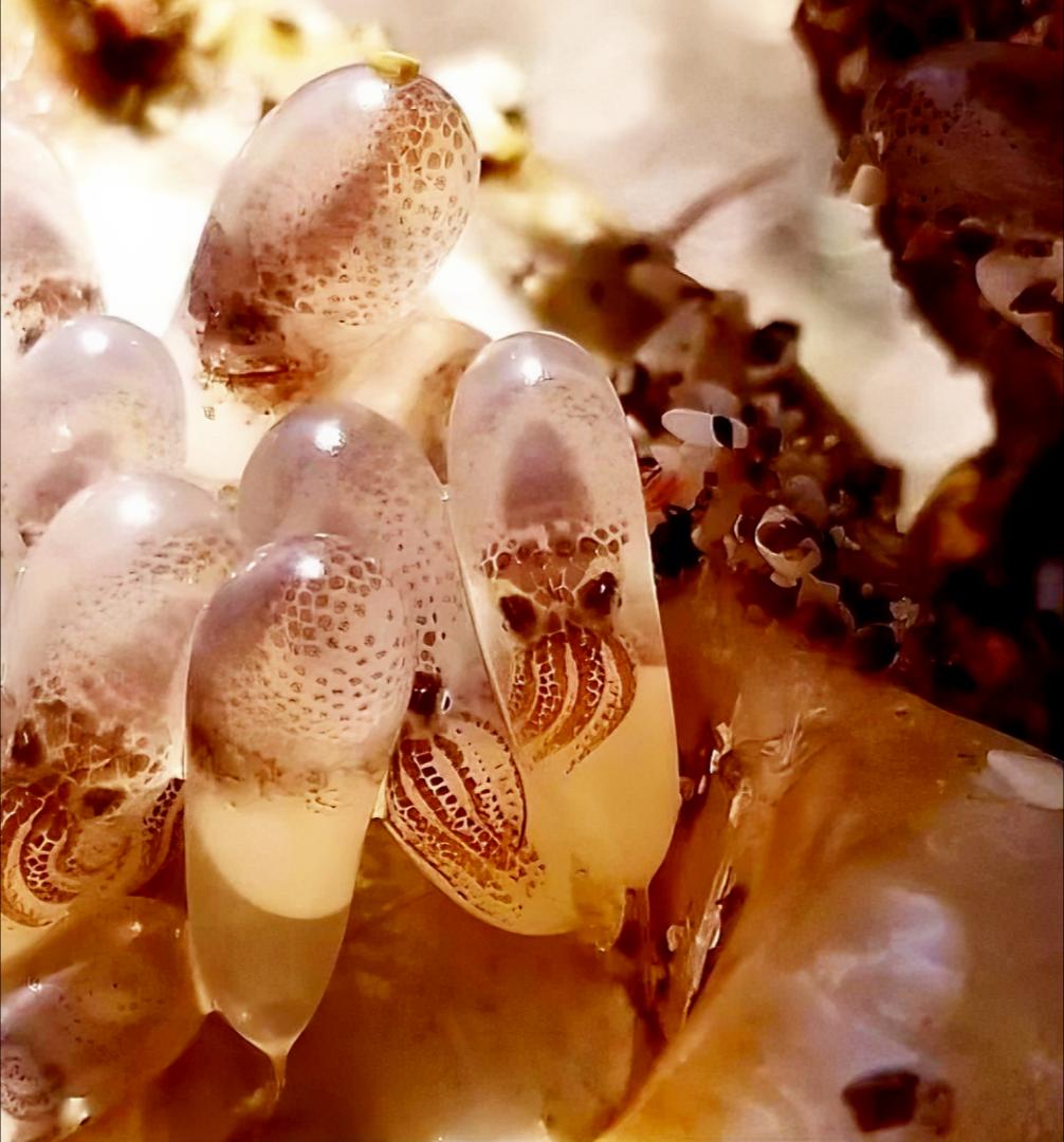 12张让人惊叹的动物的照片,眼界大开30张活久见的动物图