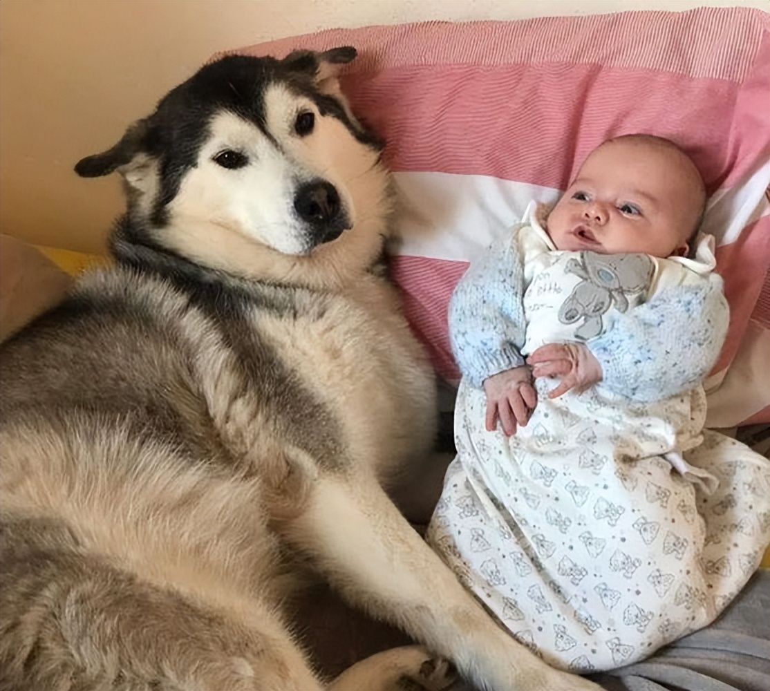 农村养什么狗最温顺不会攻击人,温顺没有体臭不掉毛的狗小型犬