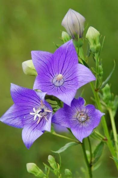 原创花卉作品·桔梗花·花中处士，不慕繁华。已然成为园林新宠。