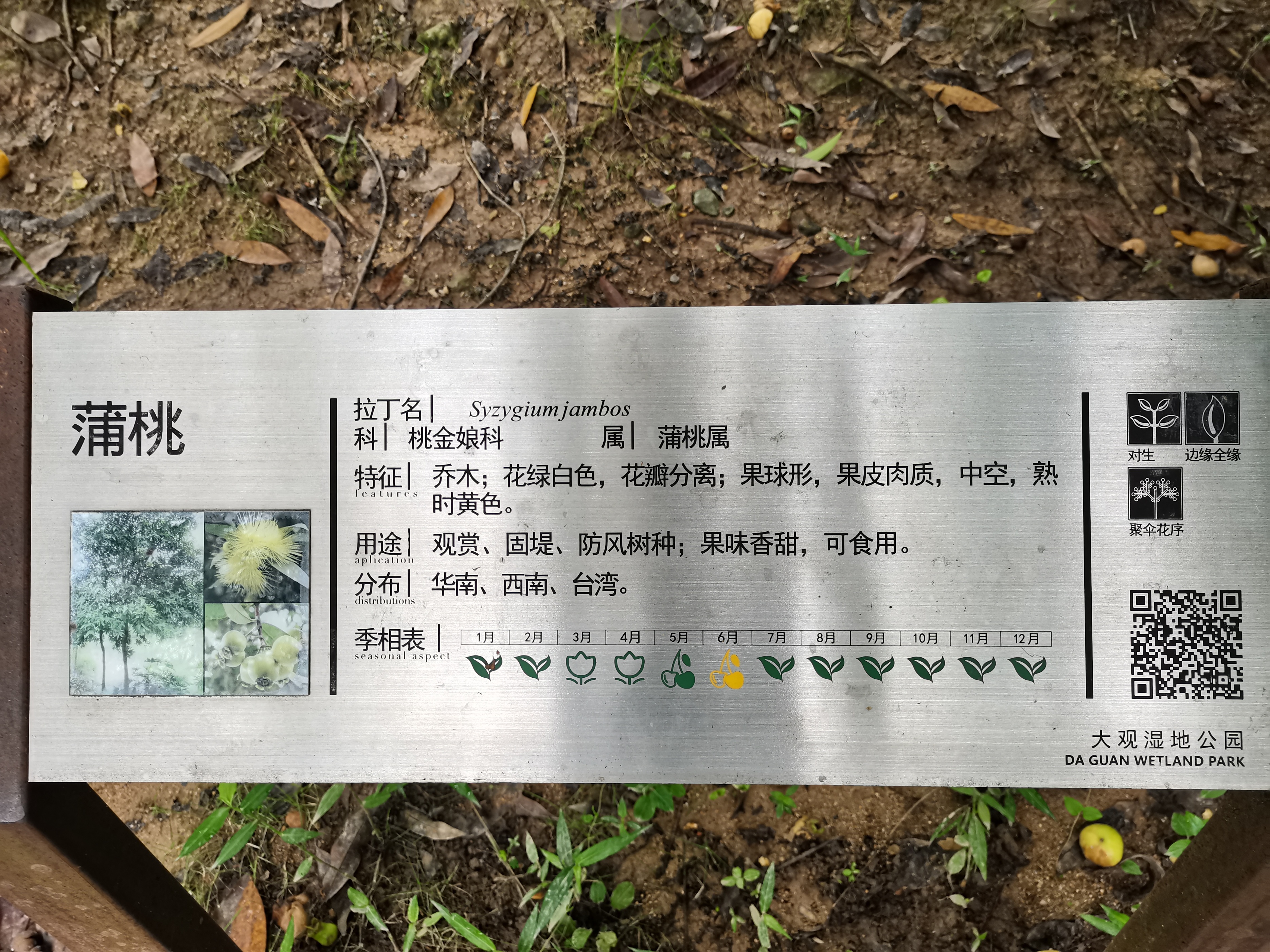 湿地公园里的树木,湿地公园的花图片