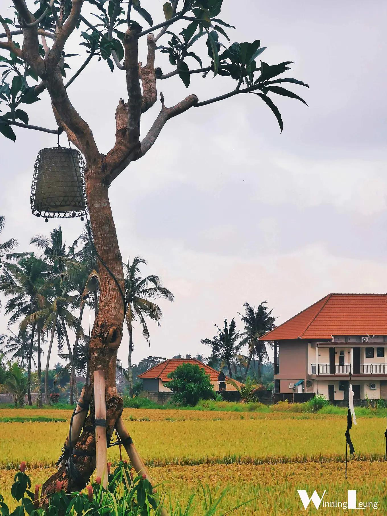 巴厘岛旅游攻略漂浮餐 (巴厘岛旅游必备食物有哪些)