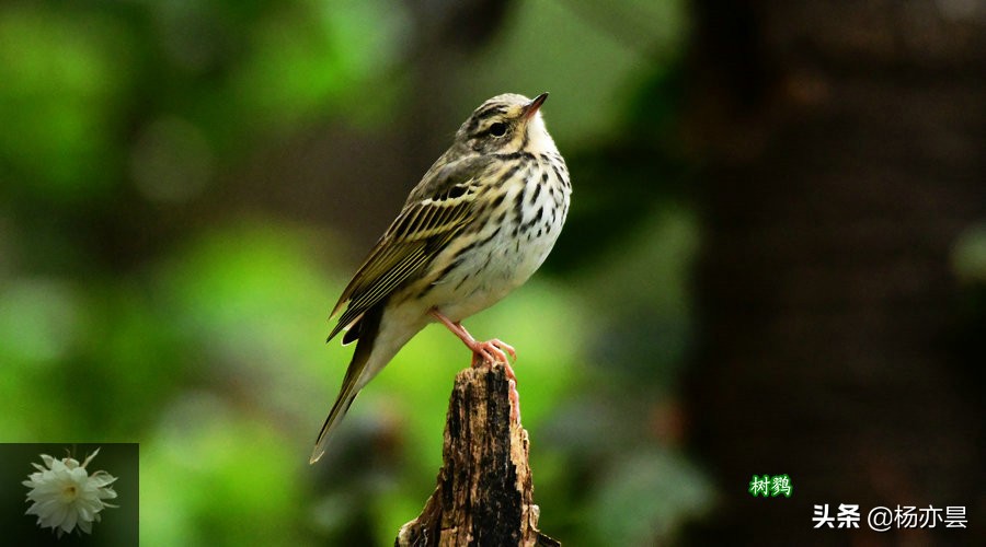 鑰佸疄鏈垎璇楀彞,鑰佸疄鏈垎