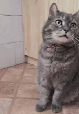 猫咪舔嘴就是嘴馋？答案可没那么简单