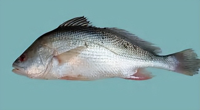 鱼胶是哪种鱼比较好,一分钟科普完鱼胶品种