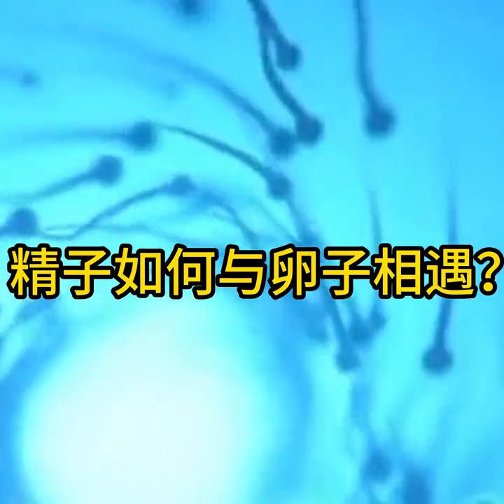 科普视频:精子如何与卵子相遇受精?#受精卵