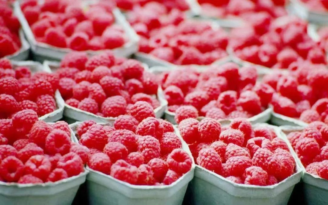 小红果变身“红宝石”,辉南石道河镇培育发展特色产业