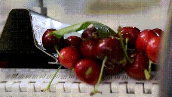 1斤*口车进**厘子卖百元，2分钟带你了解智利种植背后的黑科技，啥样