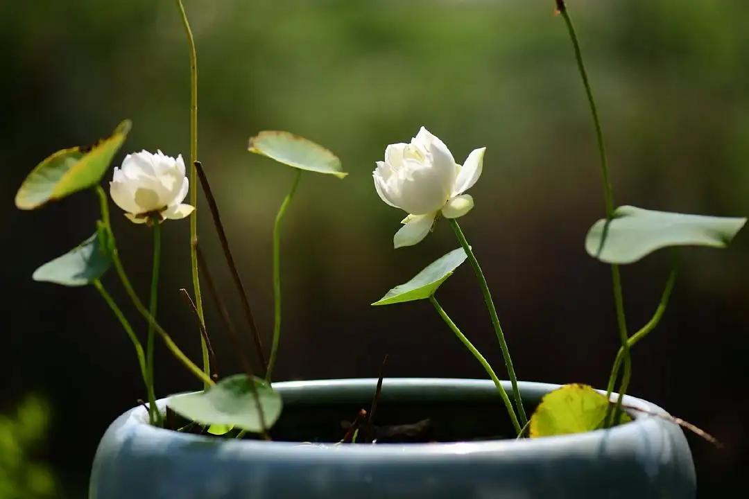 碗莲荷花的种植方法和注意事项,碗莲荷花种子怎么种用不用放化肥