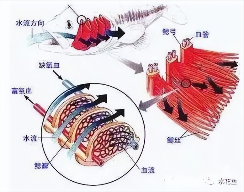鱼的内部器官构造,鱼类的器官特征
