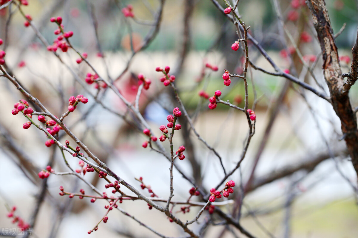 卜算子雪诗词,卜算子咏梅五律