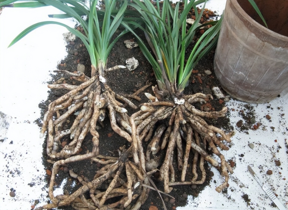 给花草换盆打理花草,给花卉换盆的四点注意事项是什么