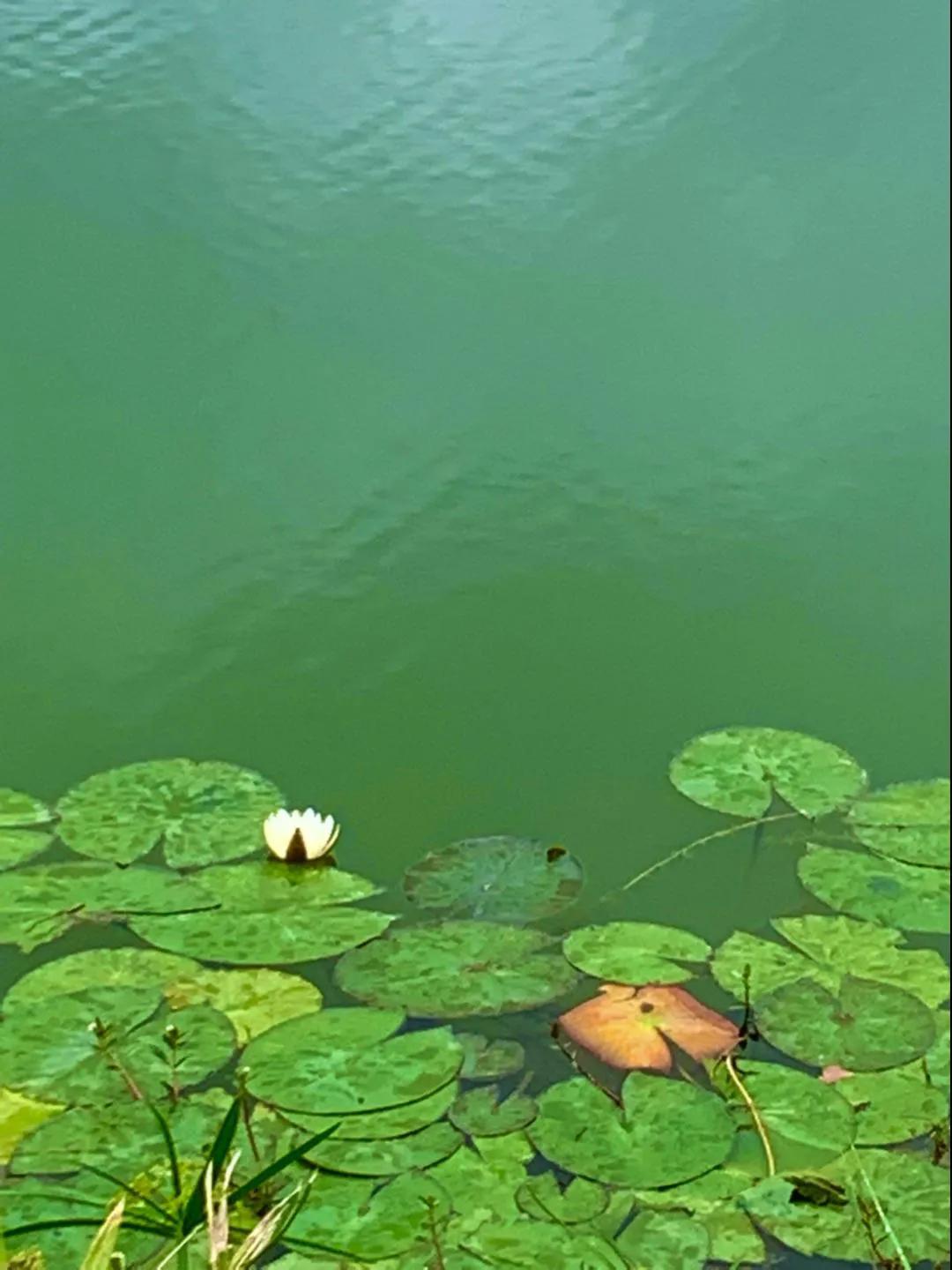 夏日花花大合集,夏日花花油画