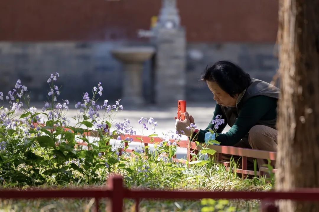 西城典靓|古刹悠悠春意深