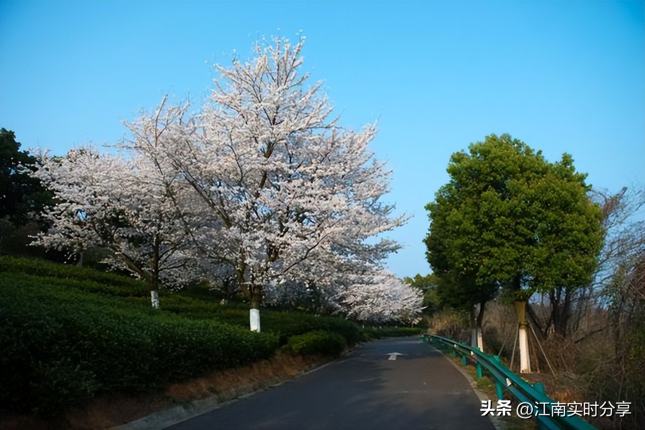 太湖鼋头渚樱花谷唯美浪漫,无锡太湖鼋头渚赏樱攻略