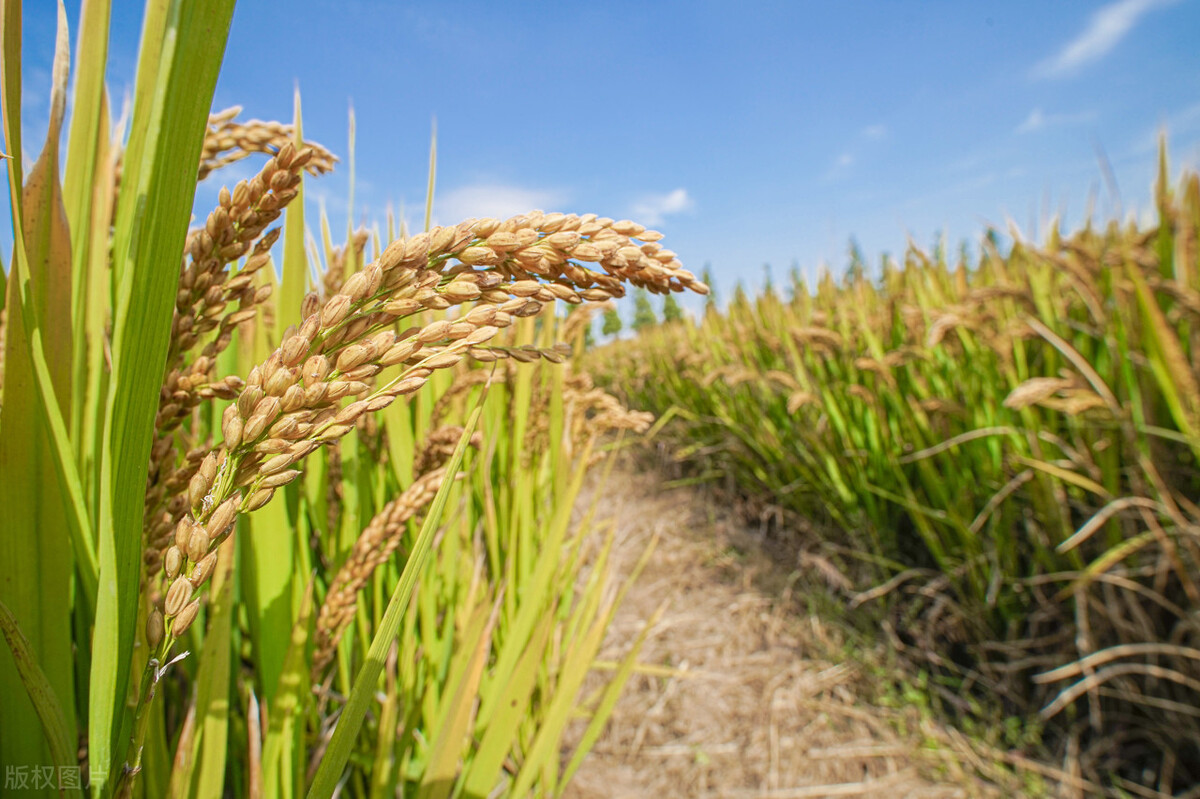 黄河文明的起源和演变,中华几千年文化从黄河起源