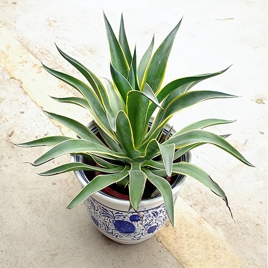 吸收甲醛的室内植物好养的有哪些,吸收甲醛最佳的十种植物排行榜