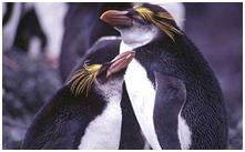 鸟类在分类学中统称为什么,鸟纲分类总表