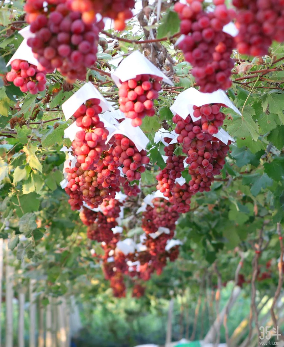 神园葡萄,神园葡萄科技有限公司