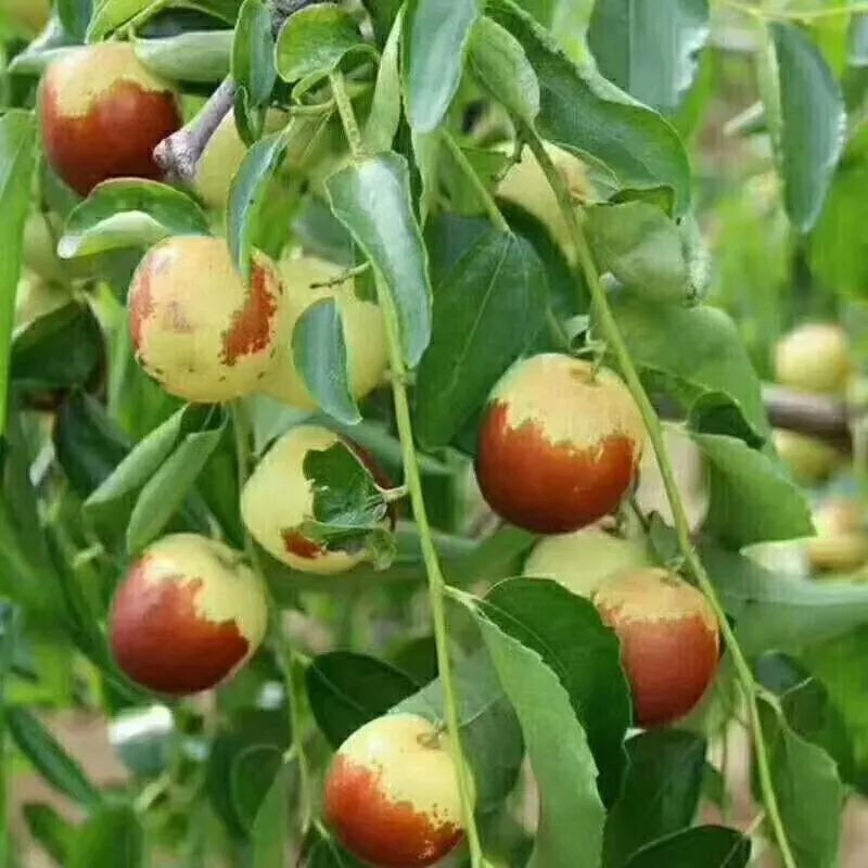 冬枣人生哲理,摘冬枣美文