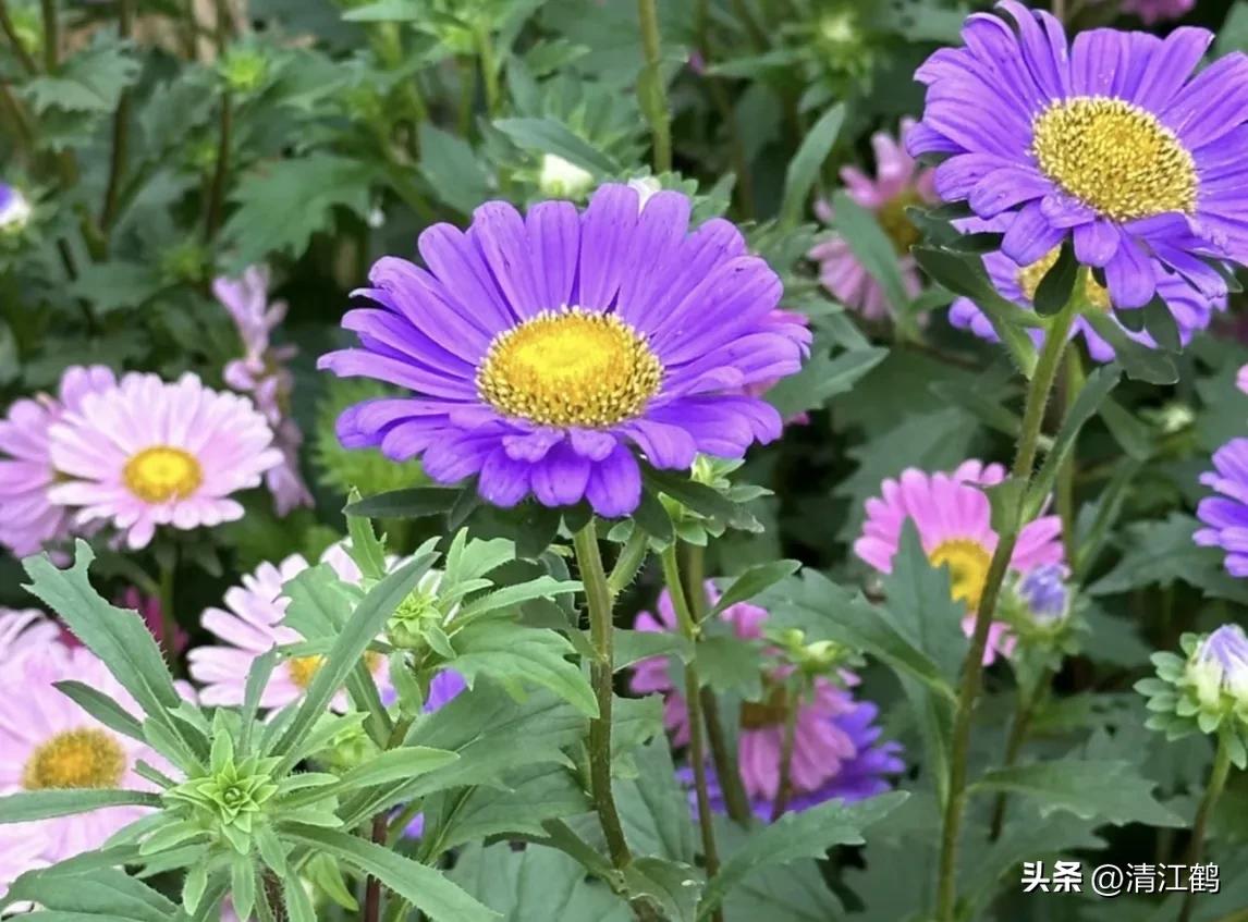 菊花盆栽枯萎后第二年能长新芽吗,刚买回来的菊花花朵枯萎了怎么救
