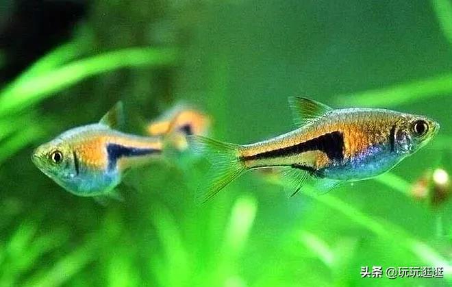 什么鱼观赏鱼不吃水草,适合在造景缸里的大型观赏鱼推荐