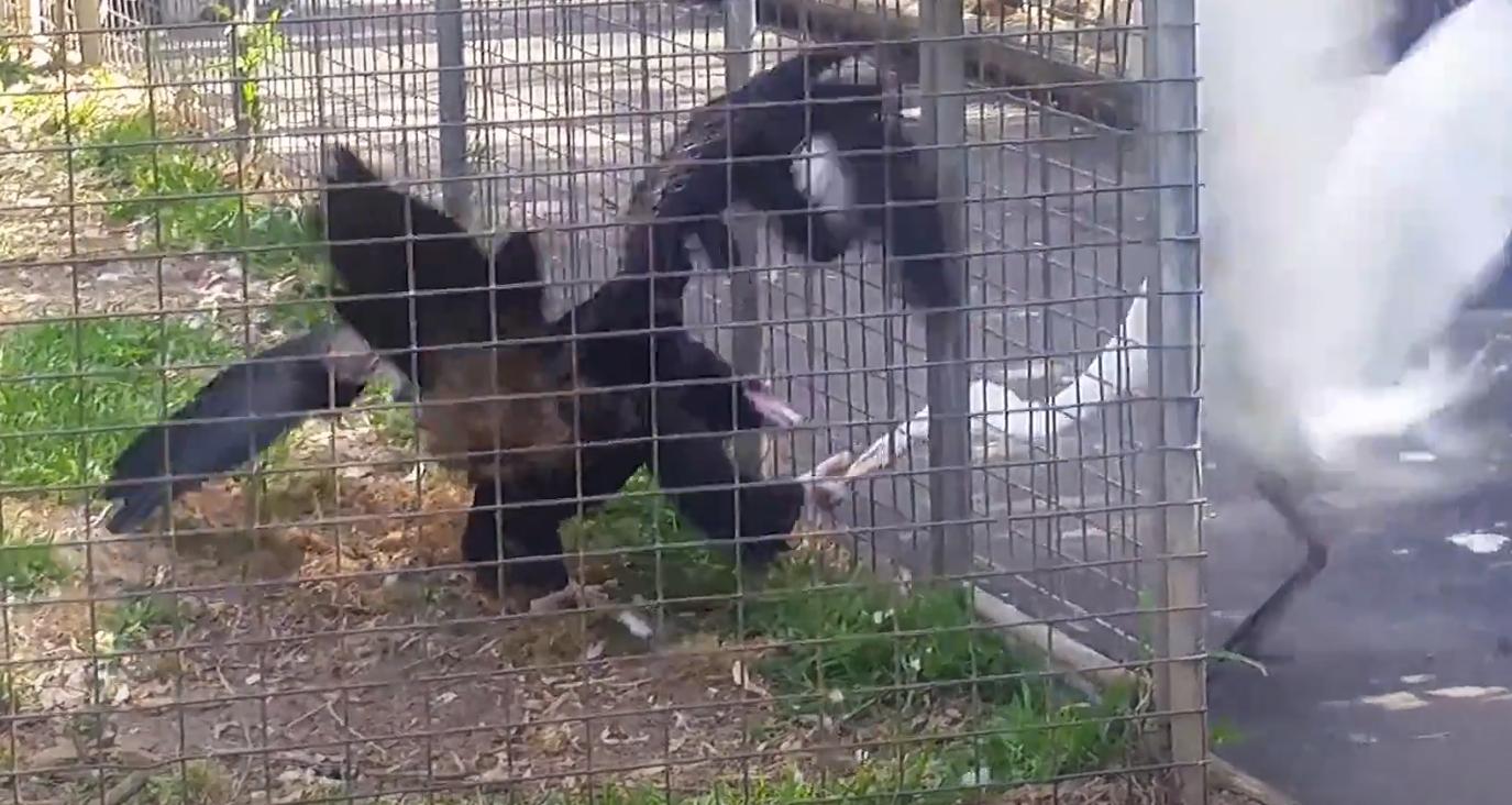 螳螂大战100只世界上最弱的蚂蚁,七大食肉动物大战大象和犀牛