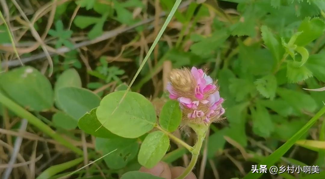 狐狸尾巴红色植物,狐狸尾巴的植物有哪些