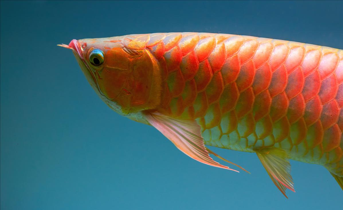 从源头解决问题！水质、饲养环境引发龙鱼沉头的原因解析