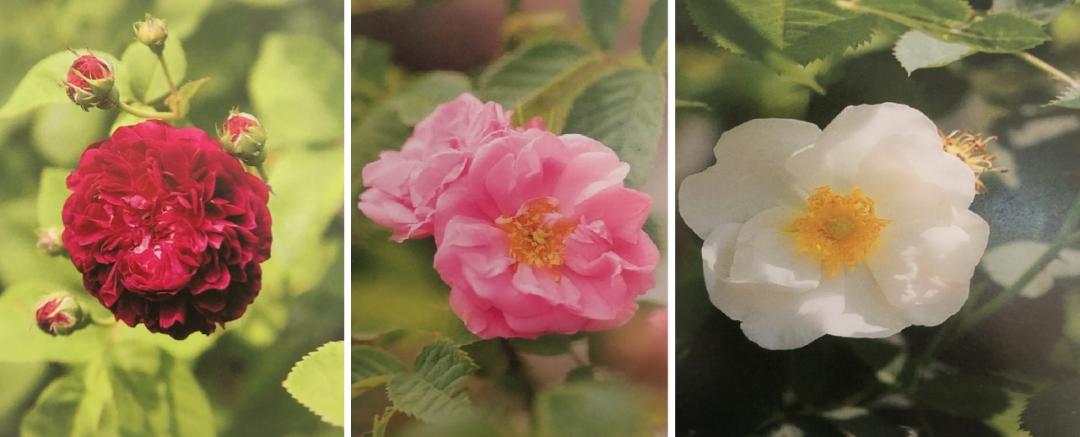 栽培玫瑰花的正确方法,玫瑰花种栽培技术