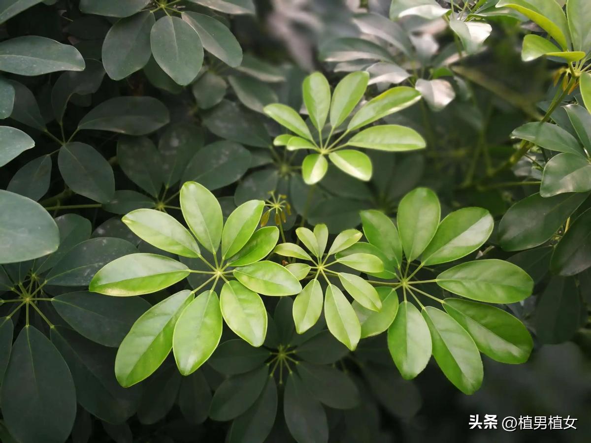 快速消除甲醛可以养哪些花,哪种花吸甲醛好养