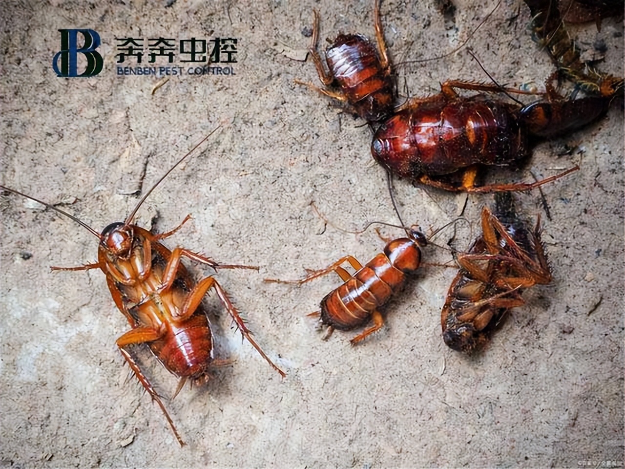 厨房小蟑螂怎么消灭,洗衣粉怎样消灭蟑螂