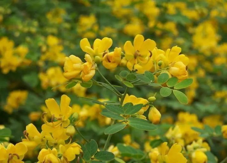 春天来了，“痴花”的您，来彩云之南做个“花吃”吧