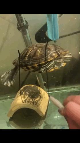 神回复头发白了,神回复脱发