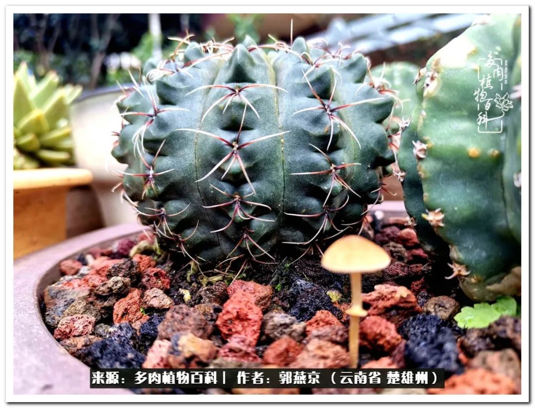 小院的多肉陪我度过春夏秋冬,好度夏又好过冬的多肉