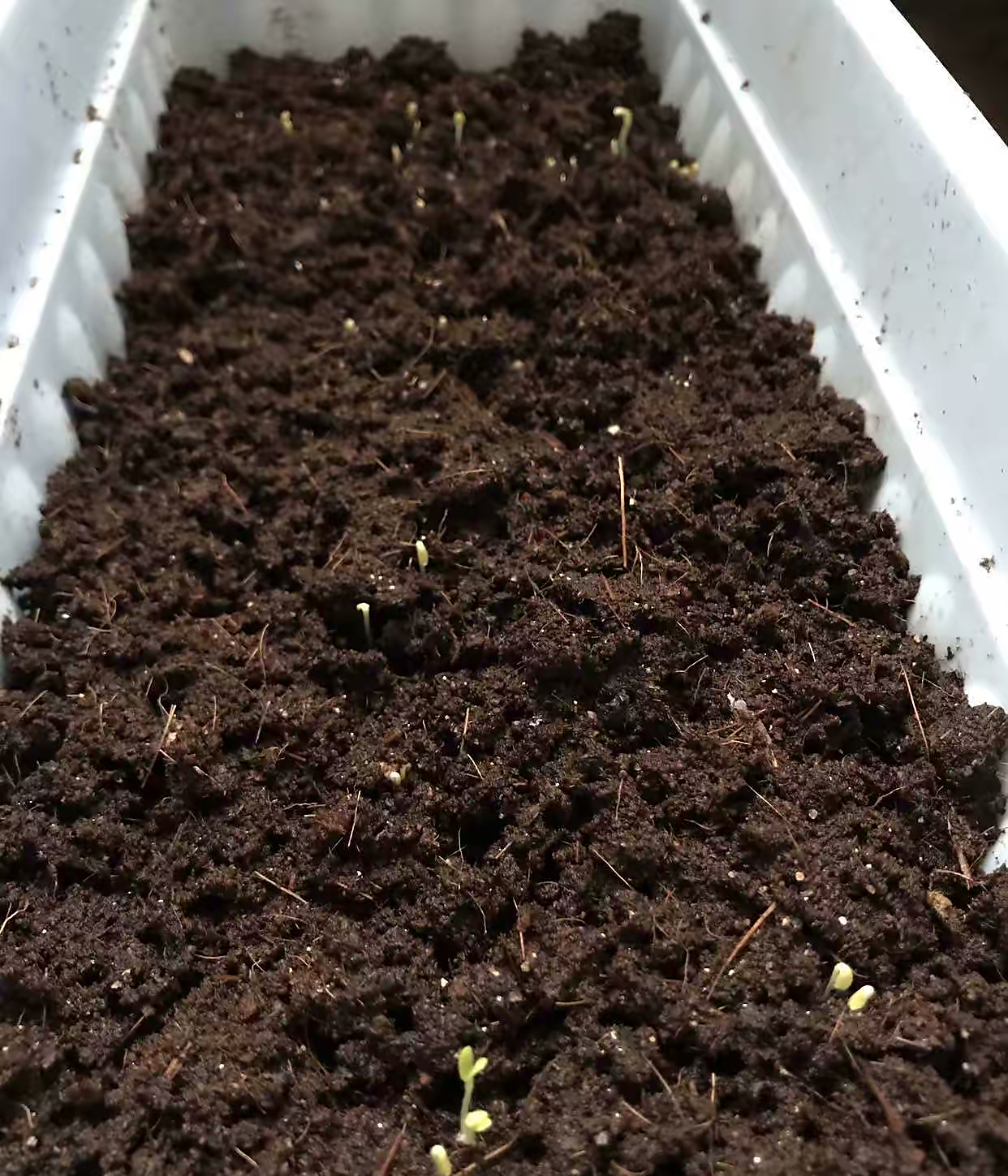 阳台种菜的最佳方法,阳台种菜的方法和技巧大全