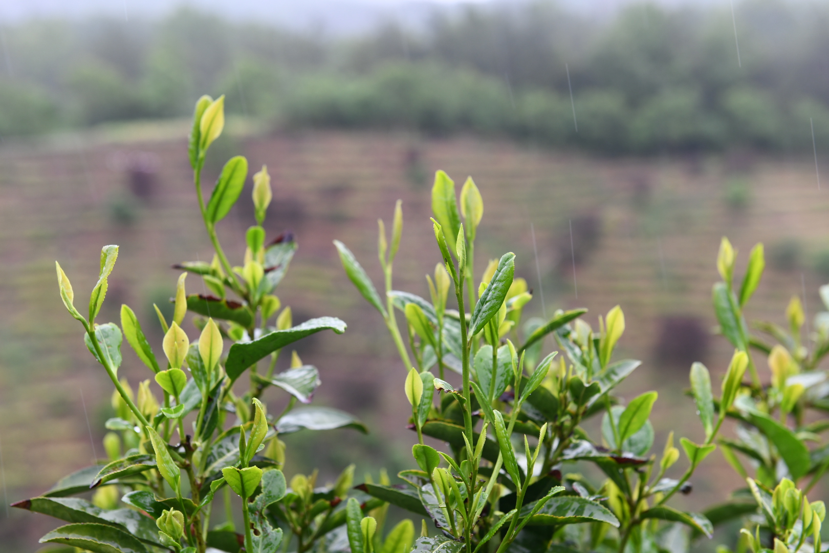 北纬23度的茶叶有什么特点,商南茶优缺点