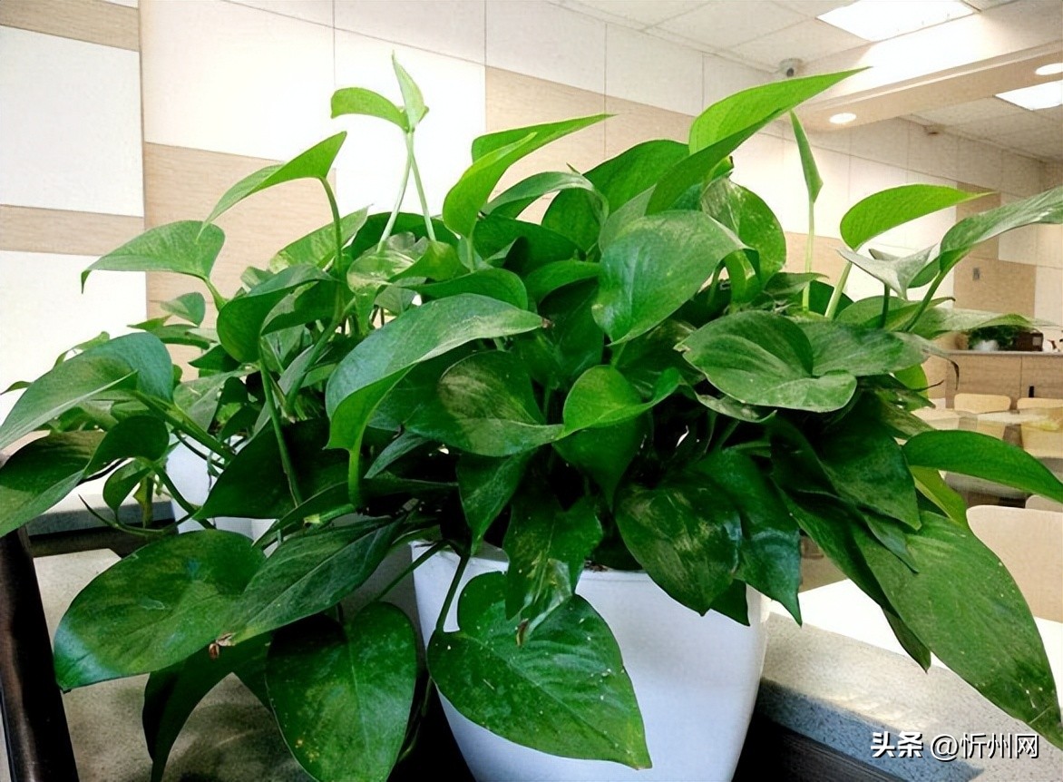 生活中哪些日用品含甲醛,这6类物品释放甲醛30年太可怕了