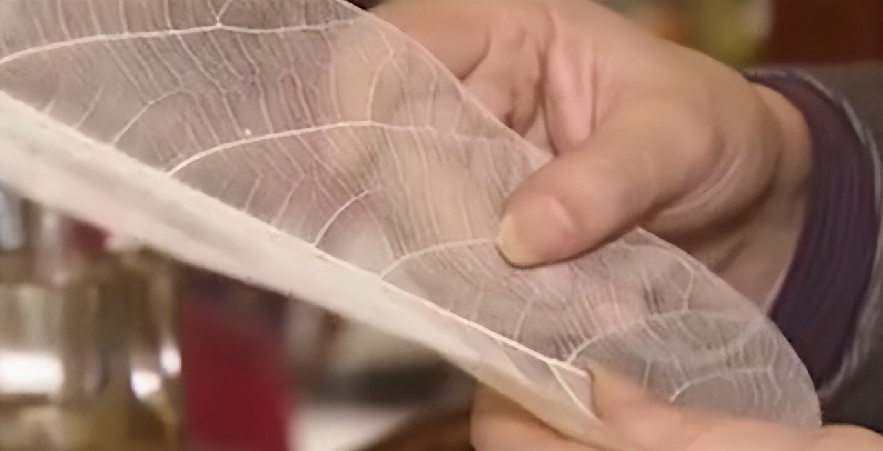 2013年贵州女子1片树叶卖到7000元,36岁贵州女子利用树叶年赚百万