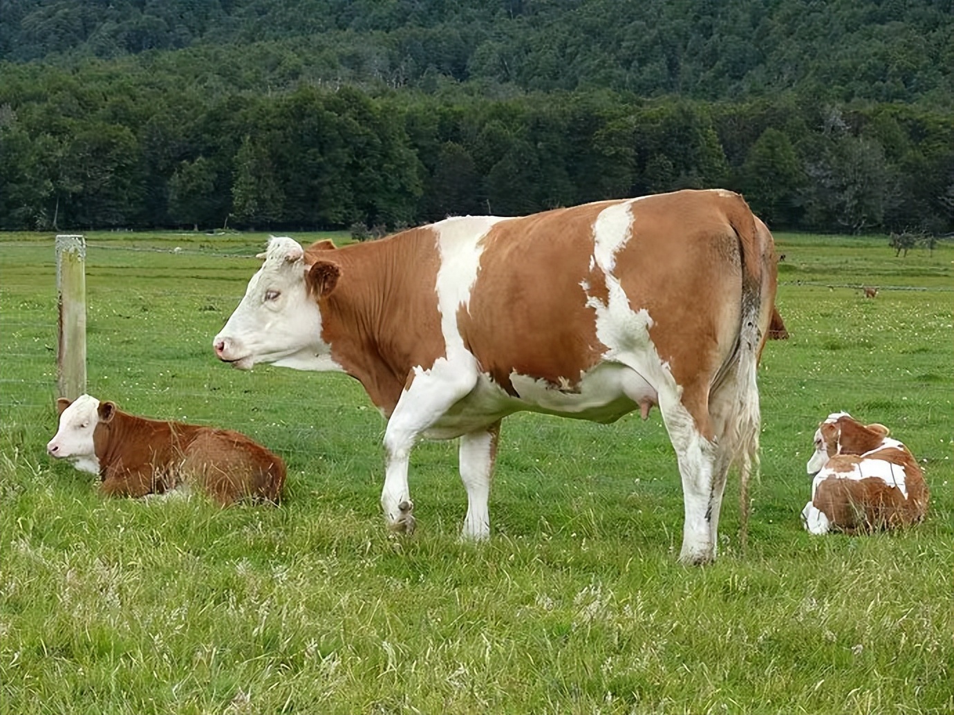 牛价跌破农民底线!为何牛肉价格仍40元/斤?中间差价被谁赚了?