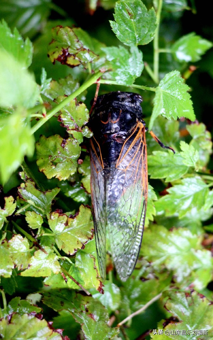 阴雨连绵网易云,阴雨连绵网易云卡点