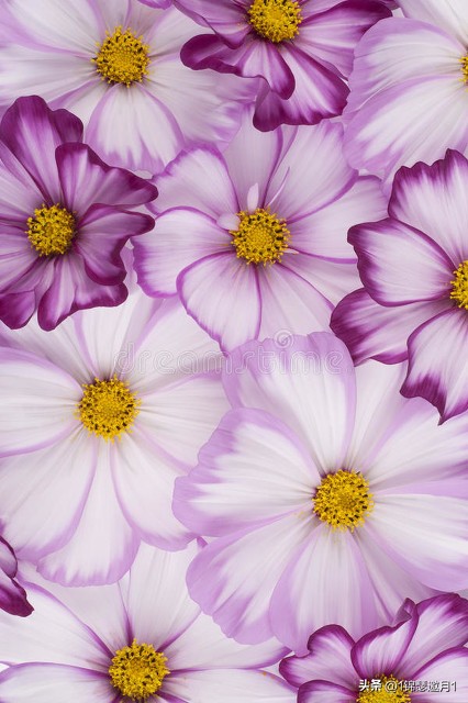 落英缤纷头条文章,落英缤纷芳草鲜美