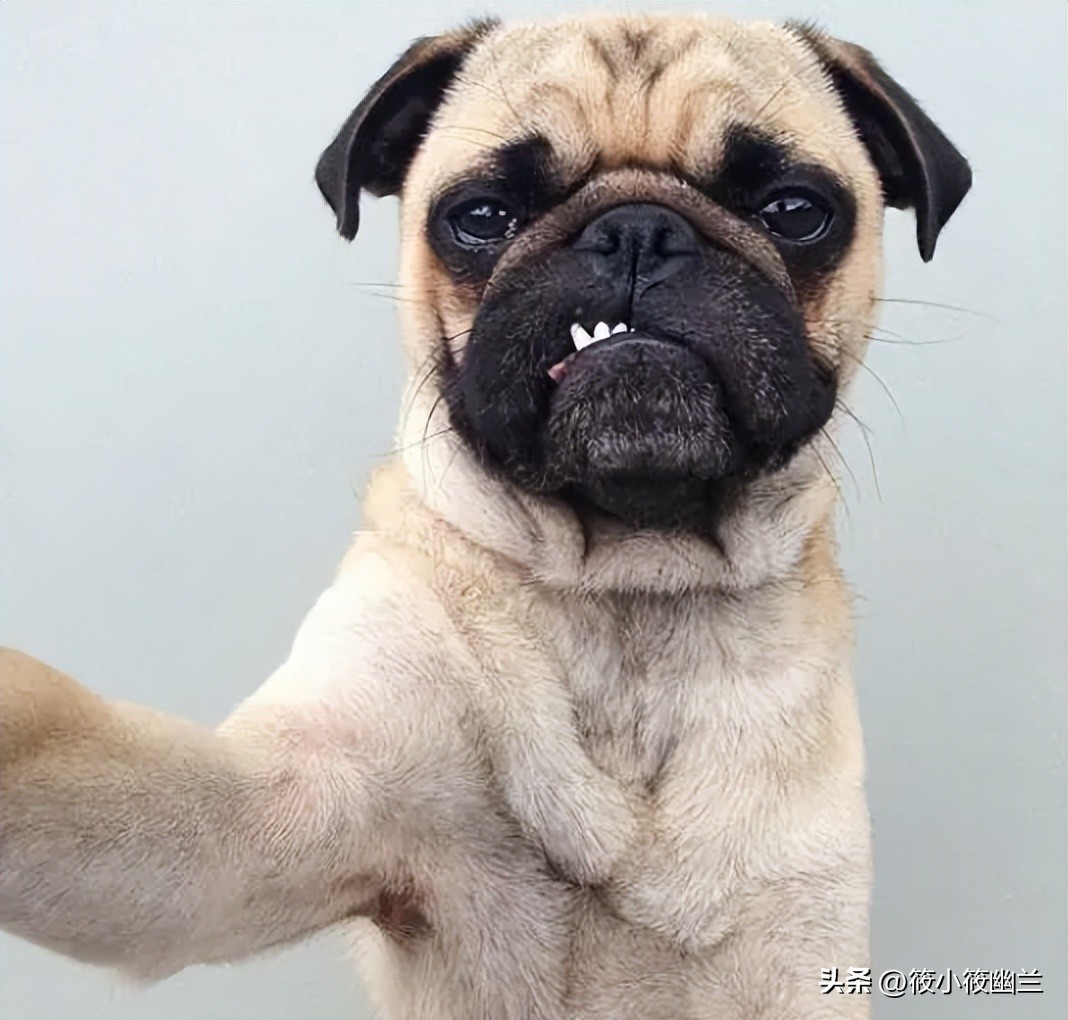 狗狗最常见十种疾病图,狗狗十大可怕事件