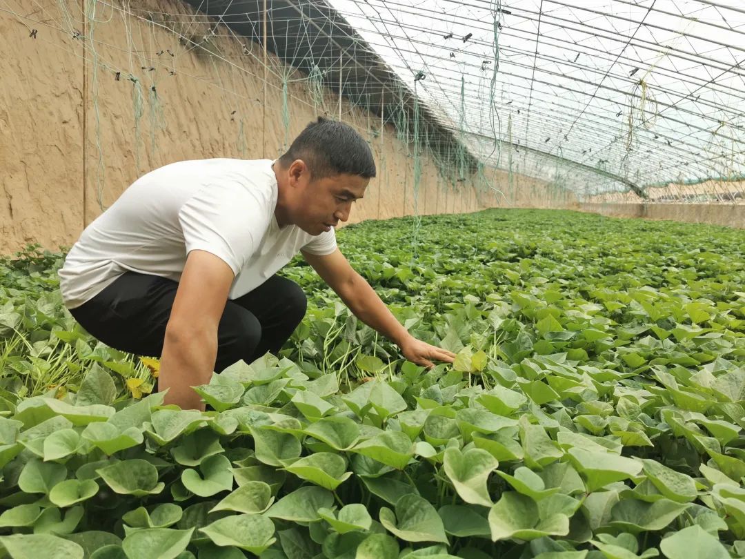 乡村振兴看永顺,陕西省佳县朱官寨乡冯家圪崂村