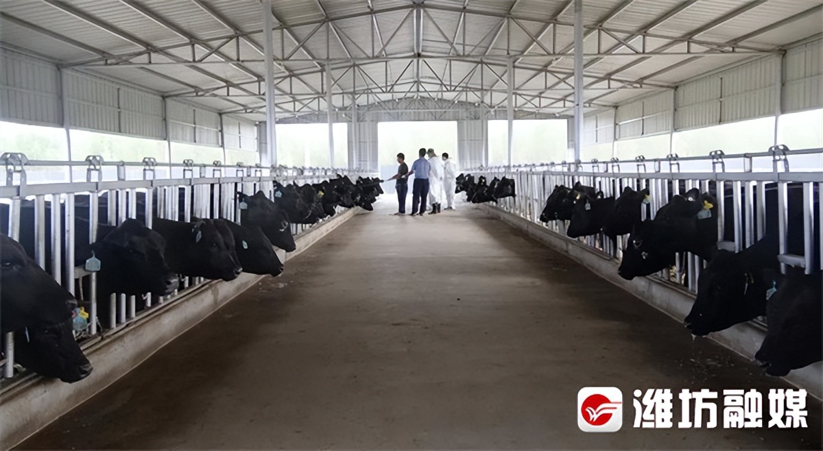 潍观|让“更好潍坊”气象万千——潍坊农业交出高分答卷