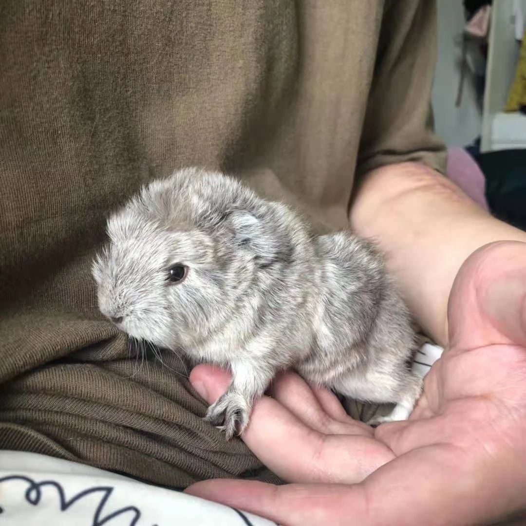 荷兰猪容易被吓着是怎么回事,荷兰猪受到惊吓后会引发心脏病吗