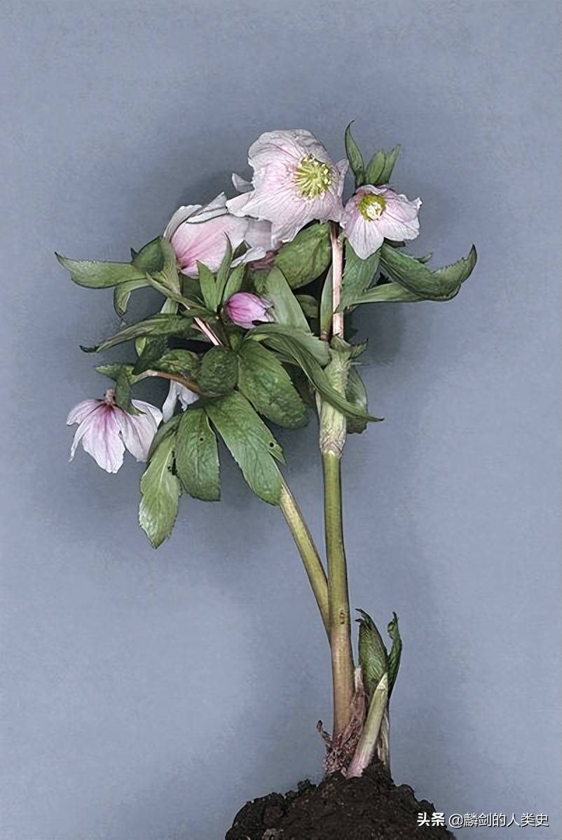 植物界大全,毛茛科植物大全