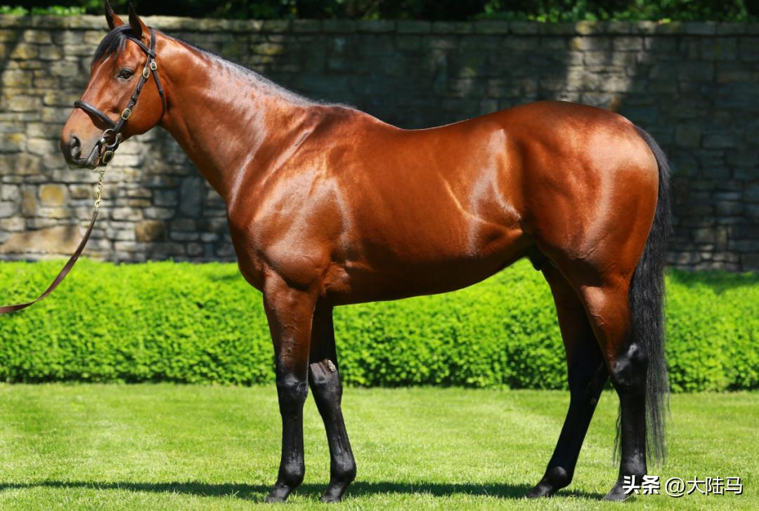 21世纪最伟大比赛,20世纪美国100匹顶级赛马排名