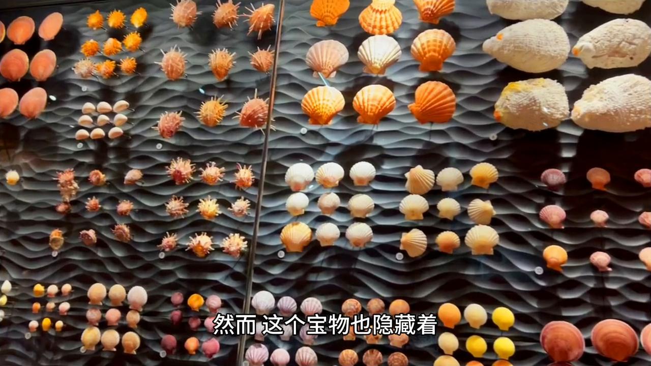 斗宝视频,斗宝大赛